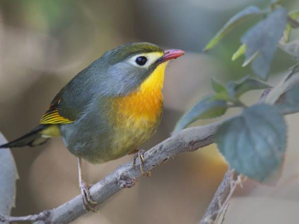 Birdwatching in India