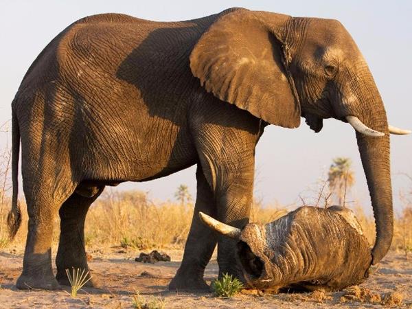 Botswana family adventure