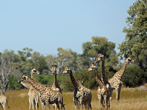 Botswana family adventure