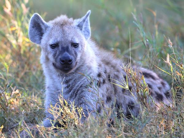 Botswana family adventure