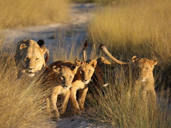 Botswana family adventure