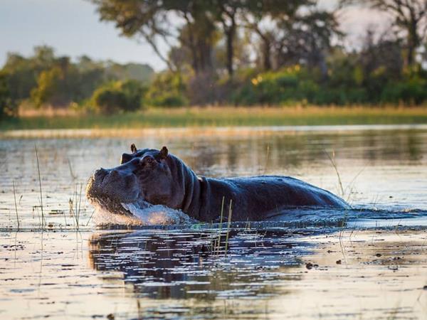 Best of Botswana and Zimbabwe