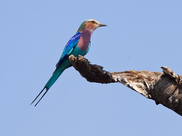 Best of Botswana and Zimbabwe