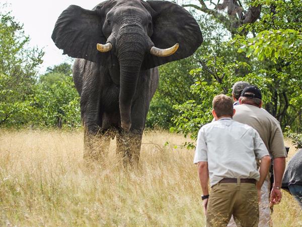 Best of Botswana and Zimbabwe