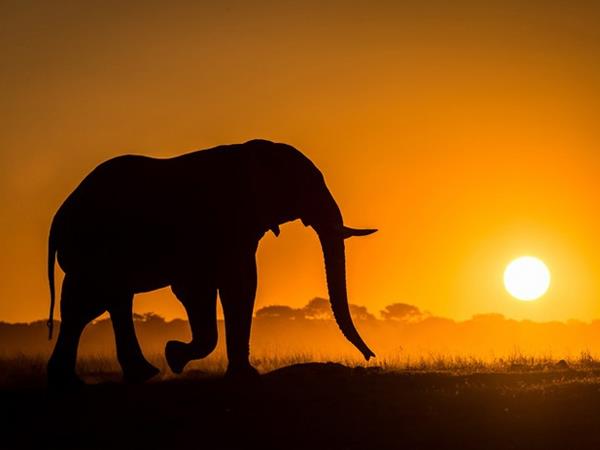 Zimbabwe & Botswana safari, tailor made