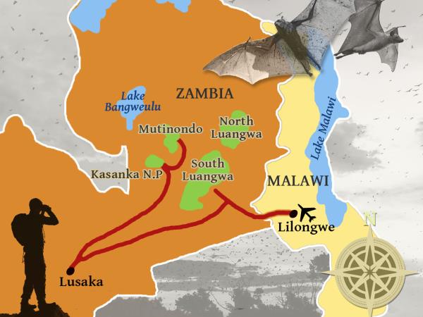 Bird and bat safari in Zambia