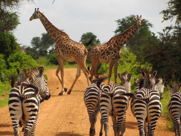 Classic Tanzania safari and beach holiday