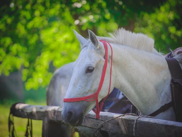 Horse riding holidays in Transylvania