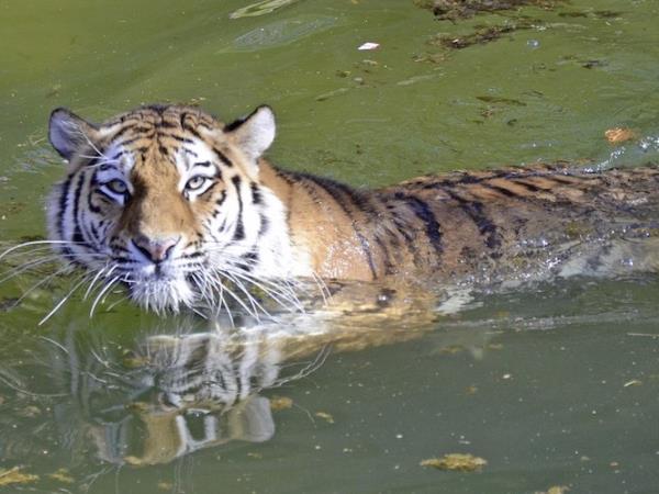 India tiger safari & Taj Mahal tour