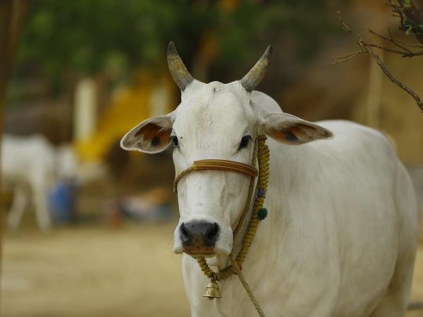 Rajasthan rural tour in India
