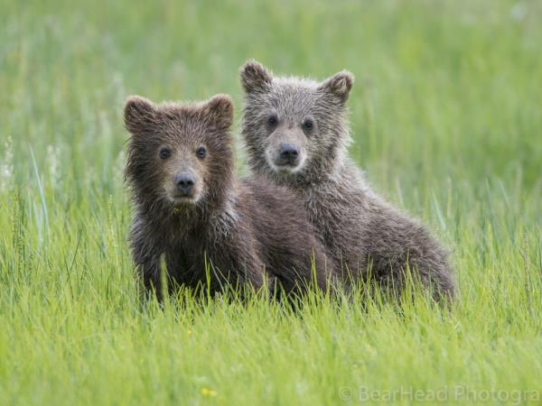 Brown bear photography holiday in Alaska