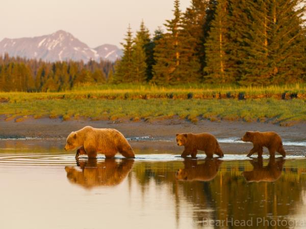 Brown bear photography holiday in Alaska