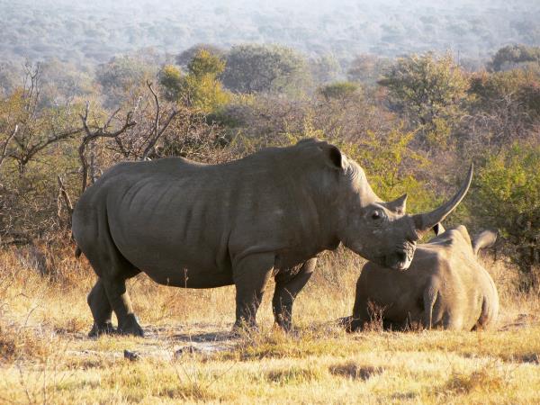 Tanzania safari holiday, tailor made