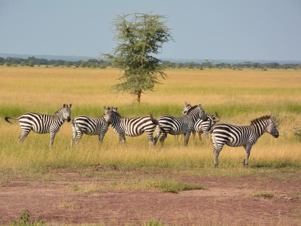 Serengeti safari holiday, Tanzania