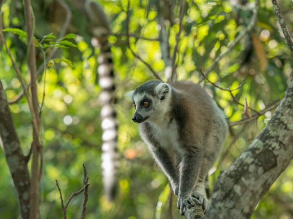 Madagascar Photography holiday