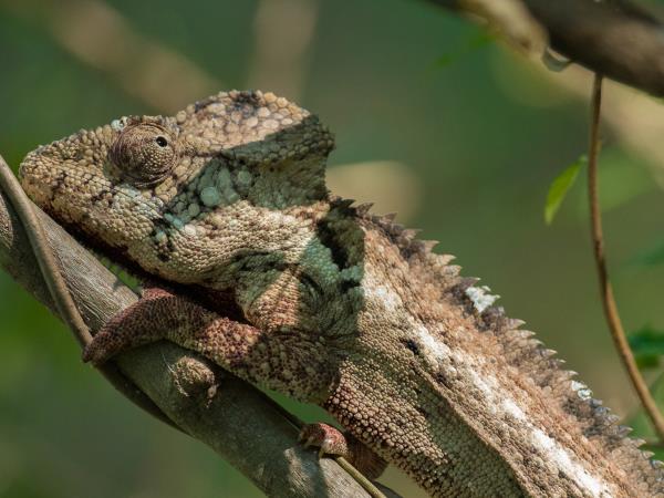 Madagascar Photography holiday