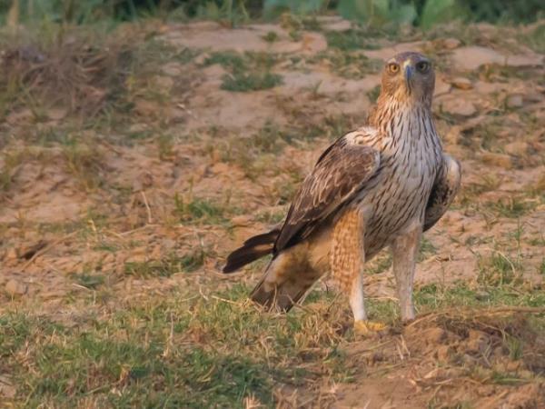 Birdwatching holiday in Greece