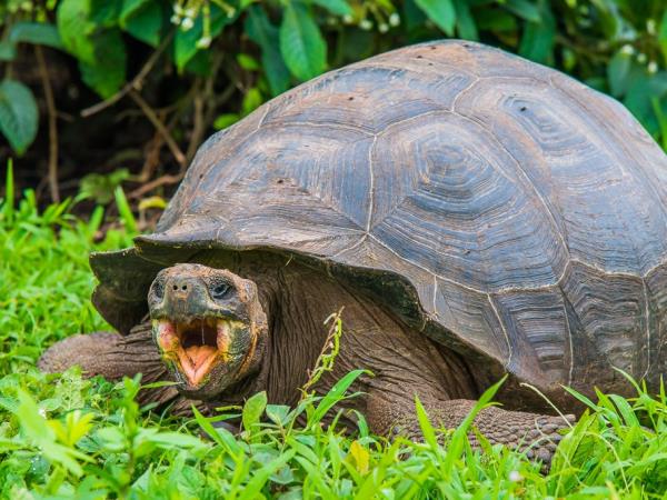 Classic Galapagos Island hopping
