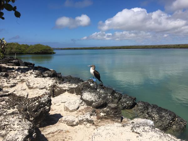 Classic Galapagos Island hopping