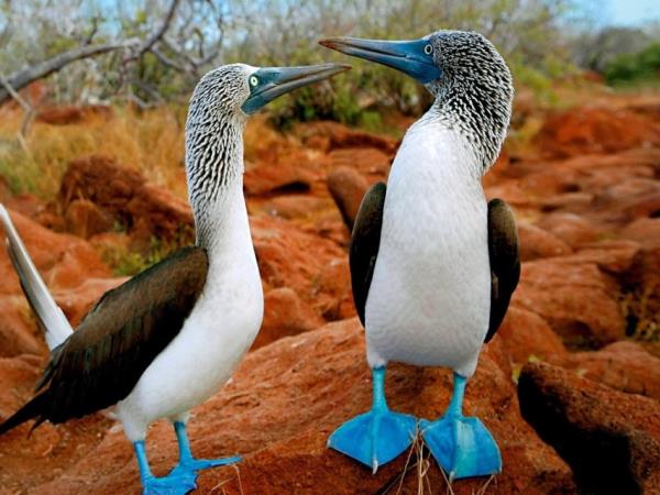 Classic Galapagos Island hopping