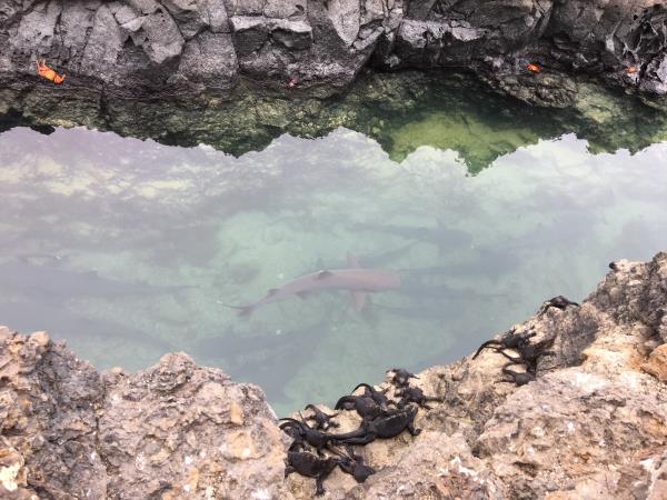 Classic Galapagos Island hopping