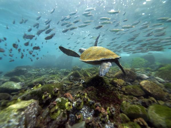 Classic Galapagos Island hopping