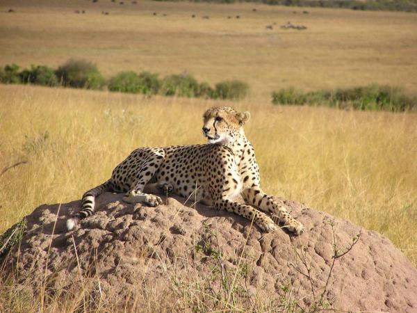 Kenya safari and beach holiday