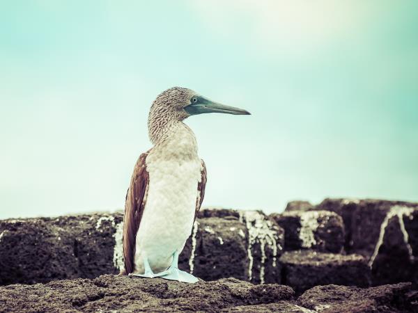 Ecuador adventure tour, 16 days