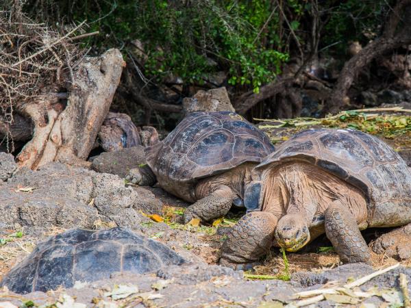 Budget Ecuador and Galapagos holiday, 23 days