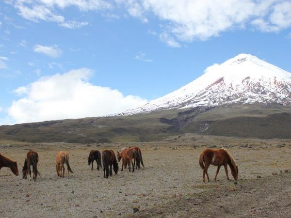 Budget Ecuador and Galapagos holiday, 23 days