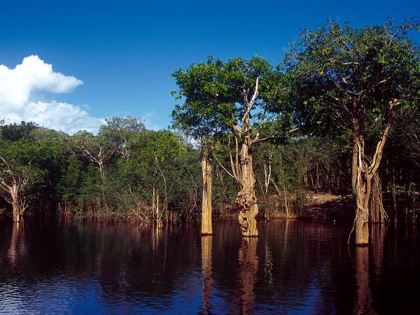 Amazon River Cruise, 7 days