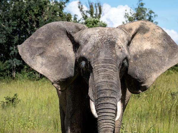 Rhino and elephant conservation in Zimbabwe