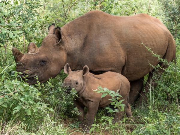 Rhino and elephant conservation in Zimbabwe