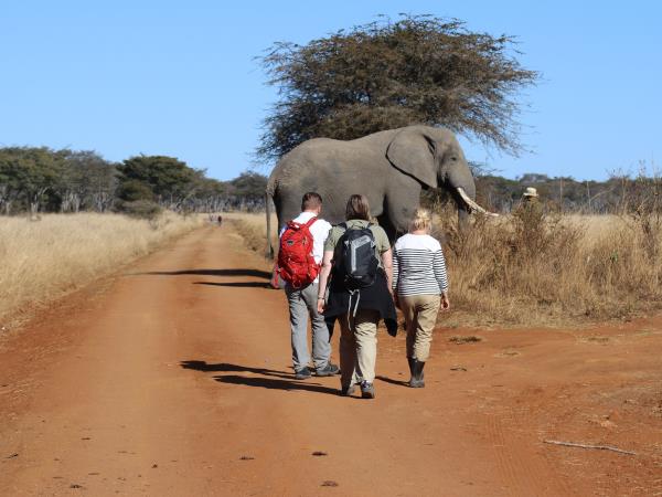 Rhino and elephant conservation in Zimbabwe