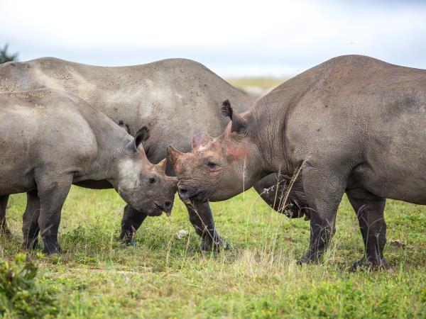 Rhino and elephant conservation in Zimbabwe