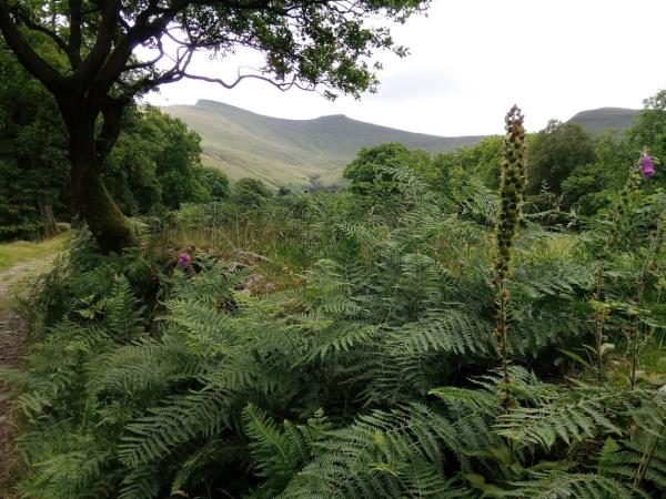 Brecon Beacons bed & breakfast accommodation, Wales