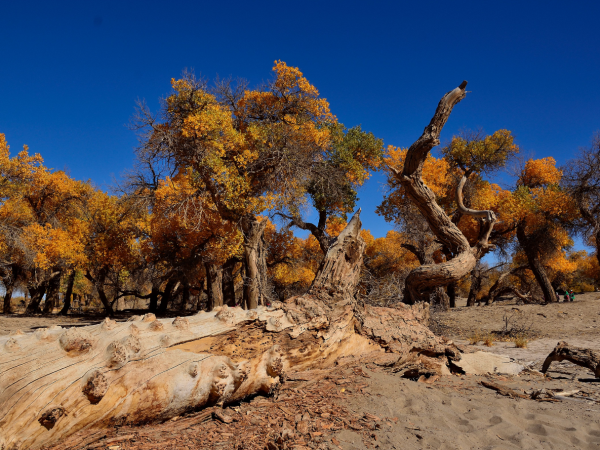 Badain Jaran Desert trekking tour, China