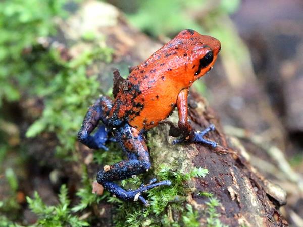 Costa Rica small group adventure holiday