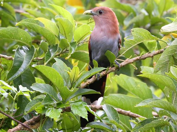 Costa Rica small group adventure holiday