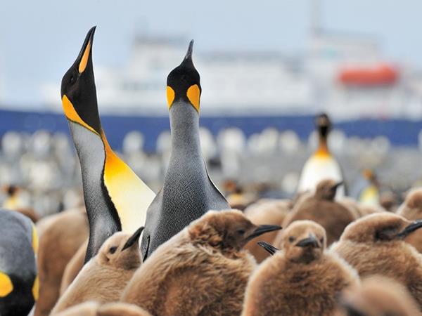 responsible travel falklands