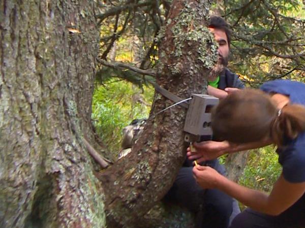 Balkan Lynx wildlife conservation holiday in Montenegro