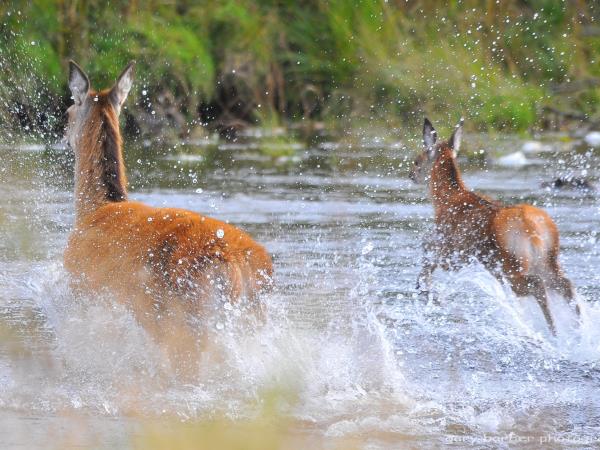 Inner Hebrides wildlife cruise