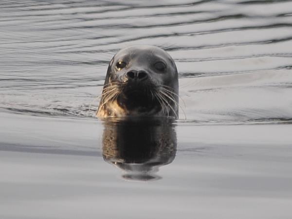 Whisky and wildlife sailing holiday in Scotland