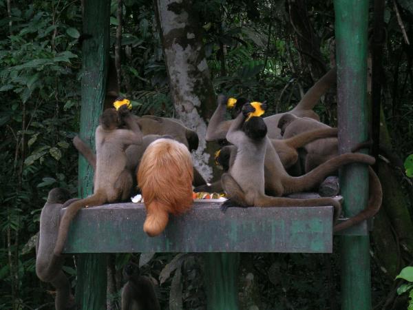 Brazil highlights holiday