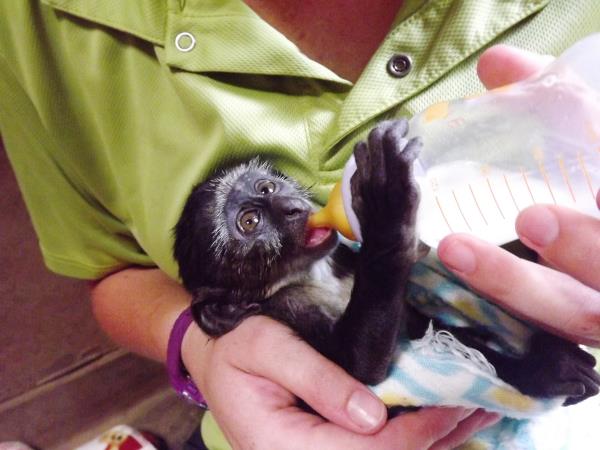 7 day veterinary medicine course in Malawi