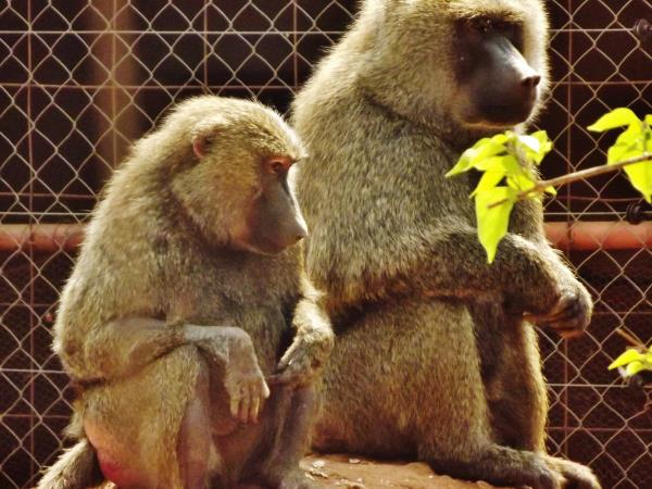 7 day veterinary medicine course in Malawi