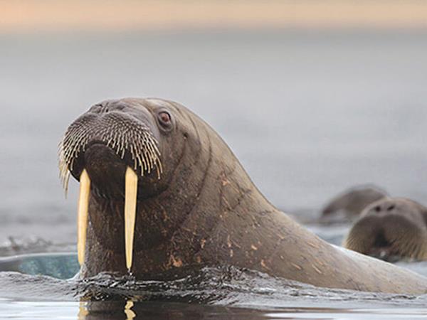 Luxury Arctic cruise Spitsbergen & Franz Josef Land