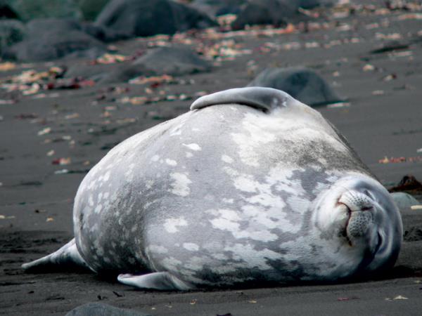 Antarctic Peninsula expedition cruise
