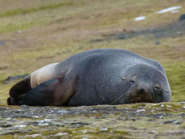 Antarctic Peninsula expedition cruise