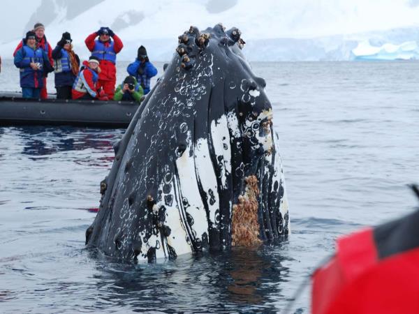 Antarctica, Falklands & South Georgia cruise